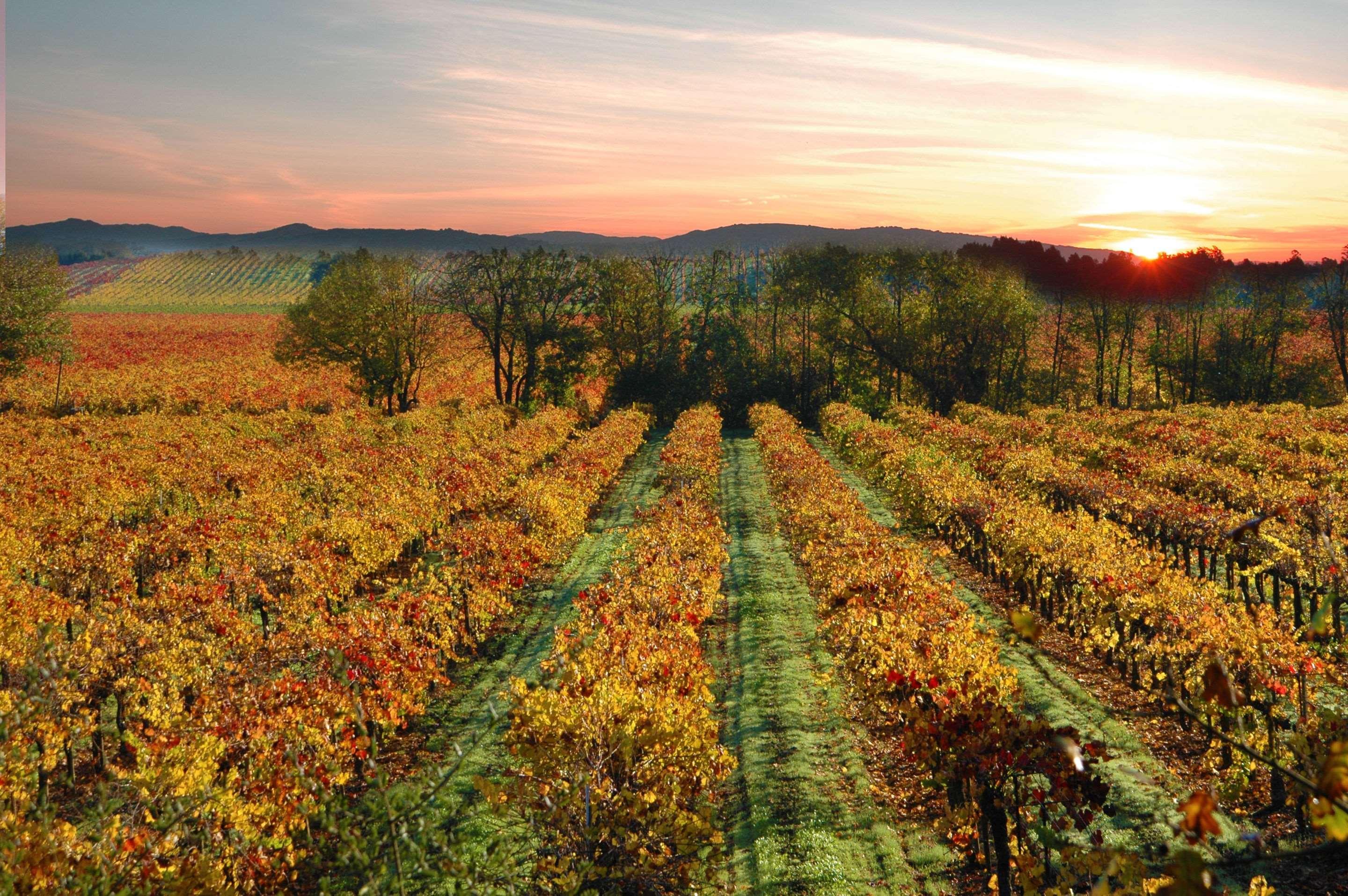 Hotel Centro Sonoma Wine Country, Tapestry Collection Hilton Rohnert Park Dış mekan fotoğraf